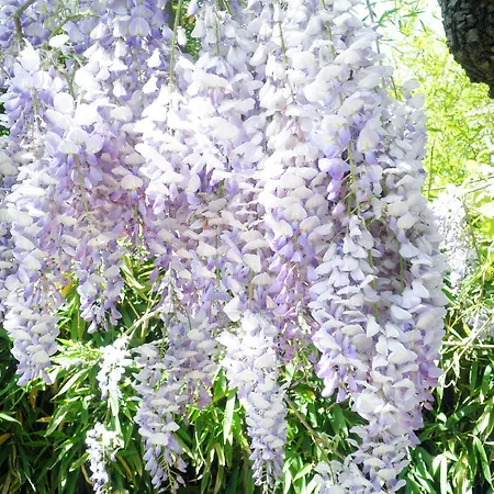 Gasthof La Meissonniere